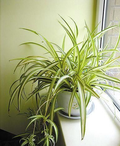 养吊兰,每个月放3粒“它”,一点黄叶也没了,谁见了都说:美