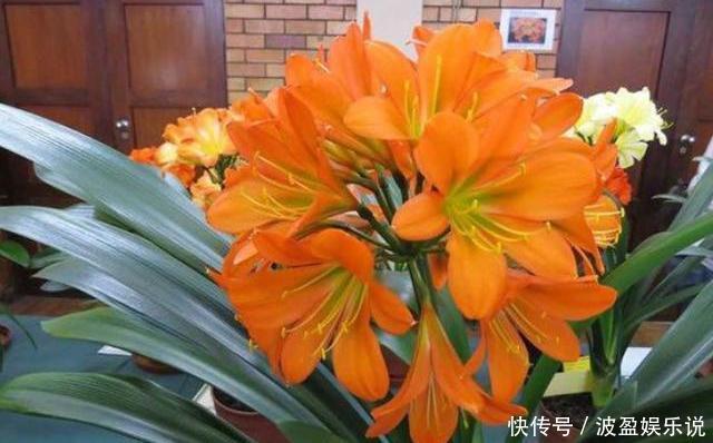 三角梅|君子兰长成“丑八怪”,就是叶子不听话,这几点一定要做好