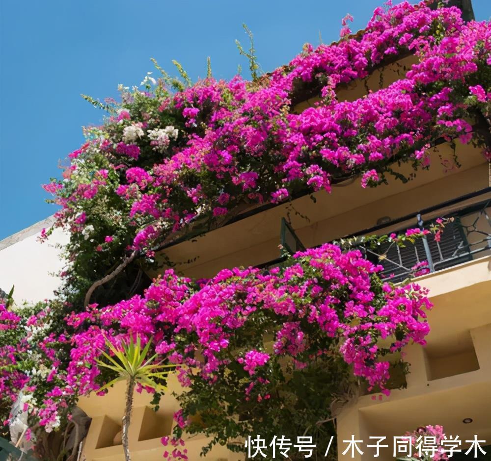 修剪|养三角梅掌握“3多1少”，绽放层叠群花，新手也能做到