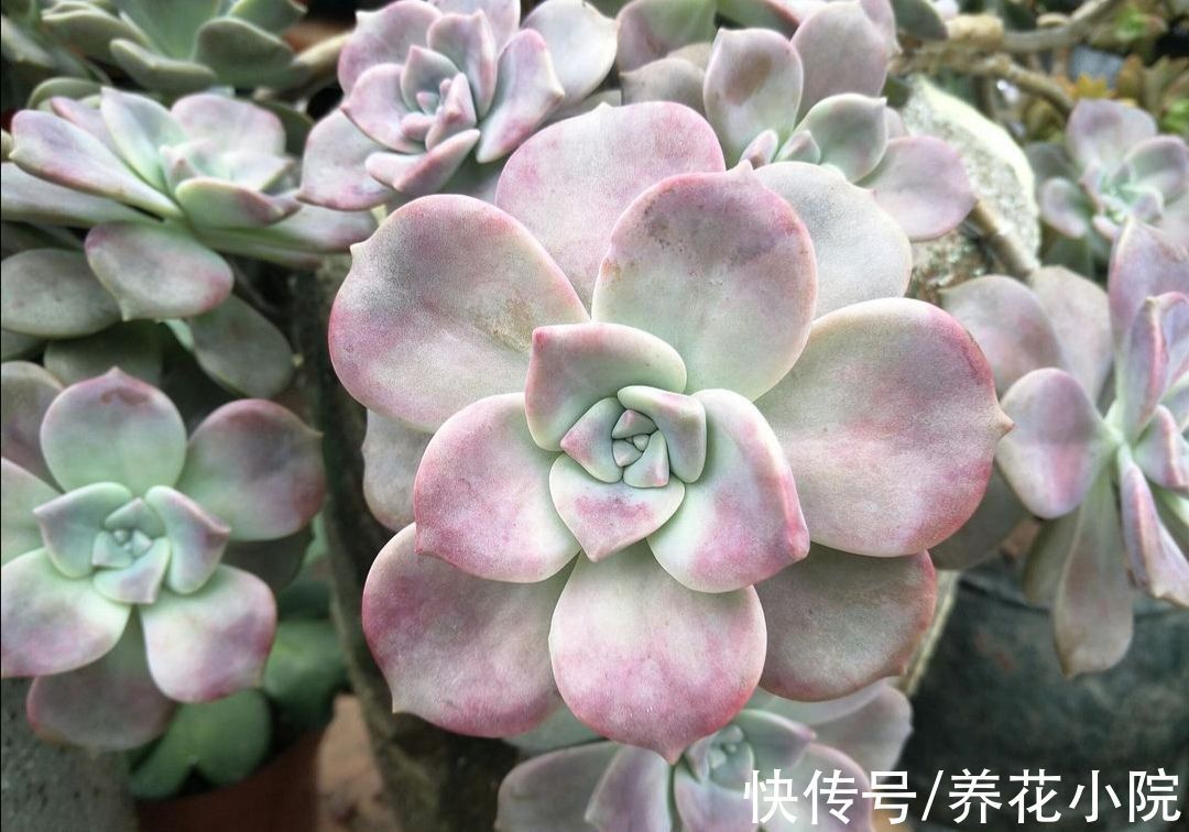 施肥|天凉了,给多肉做好3件事,让它变得绚丽多姿