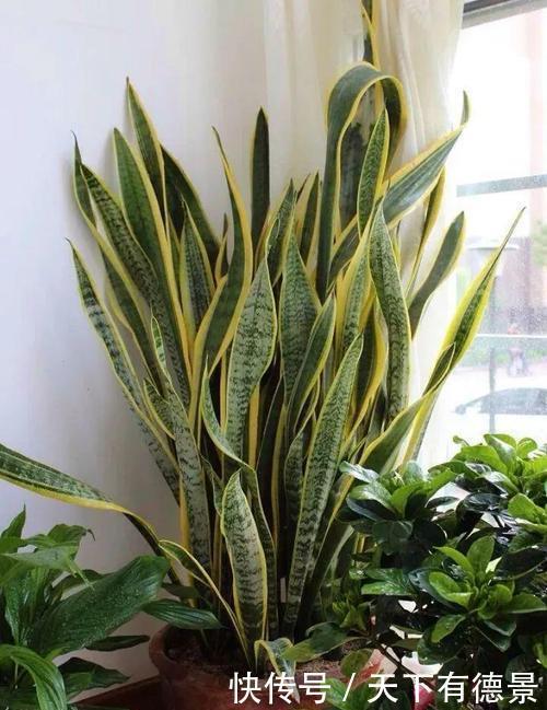 植株|老花匠养虎皮兰从来不施肥,做了2件事,枝繁叶茂爆小崽