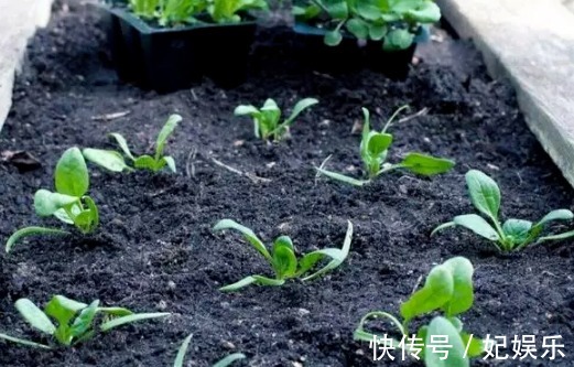 施肥|养花土里混入“它们”，可保半年内日常无需施肥