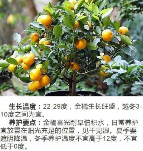 什么人养什么花,对号入座,看看你养对了吗?