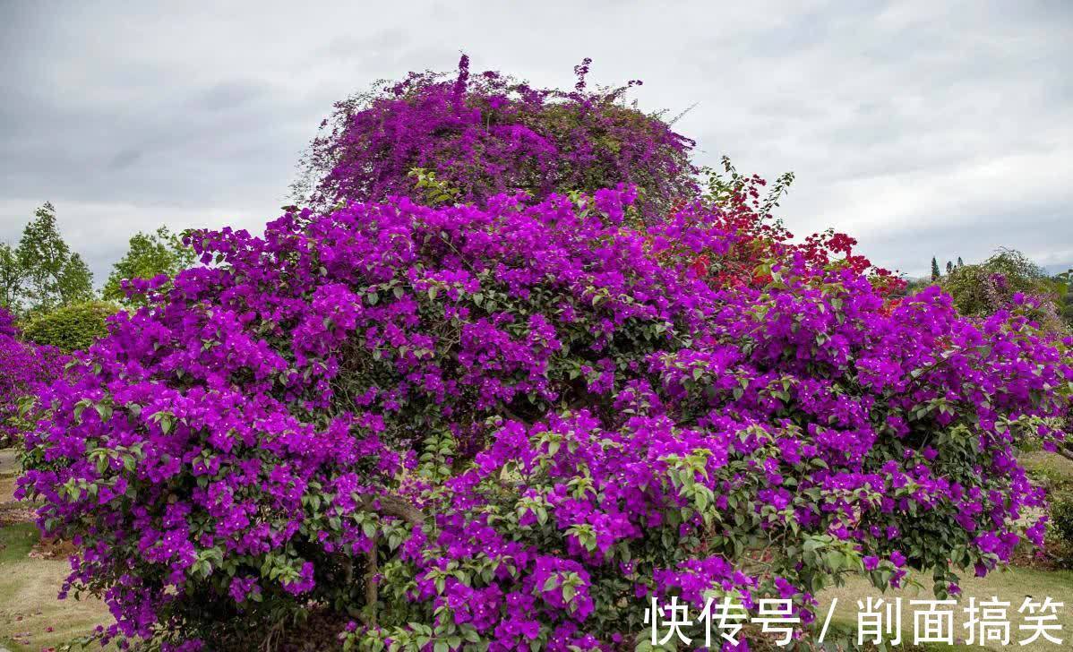 容姐|初秋三角梅还不开花,做好这四点,开成大花球也不难
