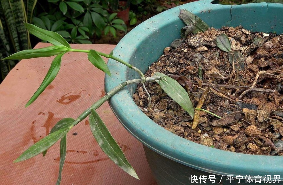 磷酸二氢钾|养花不用分开补水增肥,轮着用它们浇灌,植物好、土壤好!