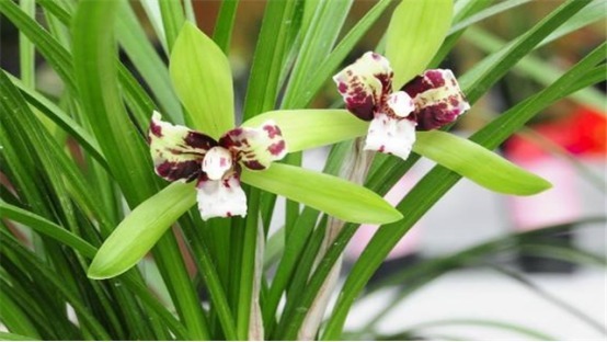 兰花总是烂根叶黄土里加1样东西,让兰花根壮叶绿