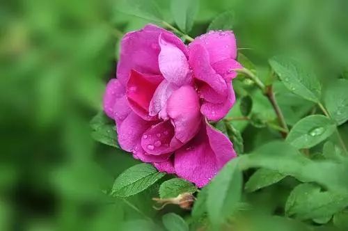 红枣|蒲公英，泡水喝，要躲开3个“坑”，懂得搭配，养生效果翻倍