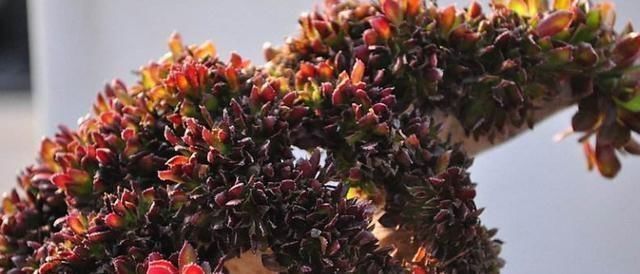 养护|3种多肉，天热少浇水，养护成“老桩”，欣赏价值高