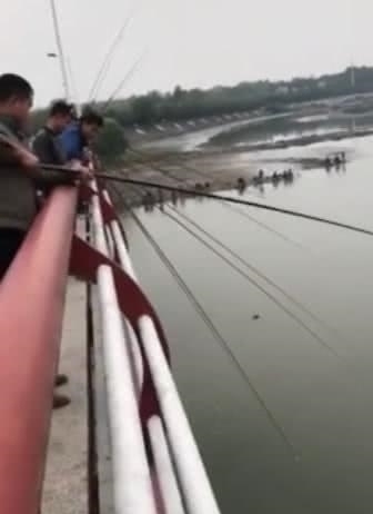 钓鱼|钓鱼成最大威胁罕见江猪成群现身,市民担忧:附近钓鱼的太多!