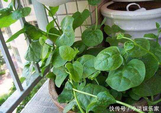 采摘|3种吃剩的“菜杆子”,丢土里,长成一片“绿萝”,3天采摘一大盆