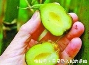 价钱|见过竹子开花么?这种竹子100年开花一次,果实价钱十分昂贵