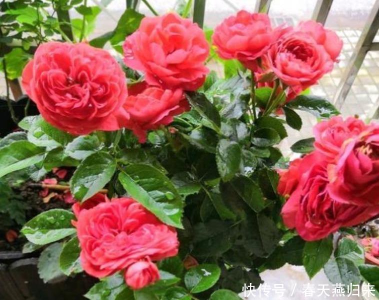 5种花，耐热又耐冷，四季都有花赏，满屋子飘香，南北方都能养！