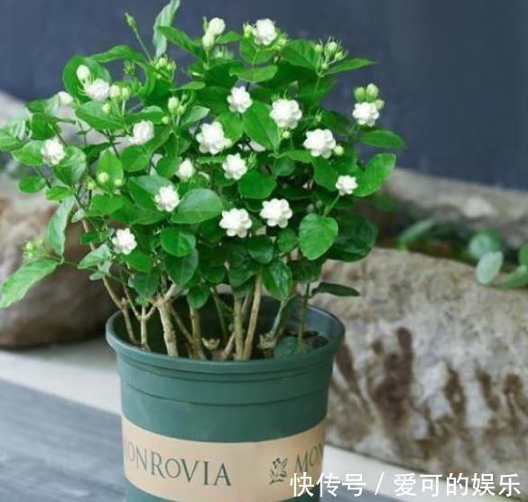 秋冬茉莉花有“3怕”,及时避开安全过冬,来年开花会更多