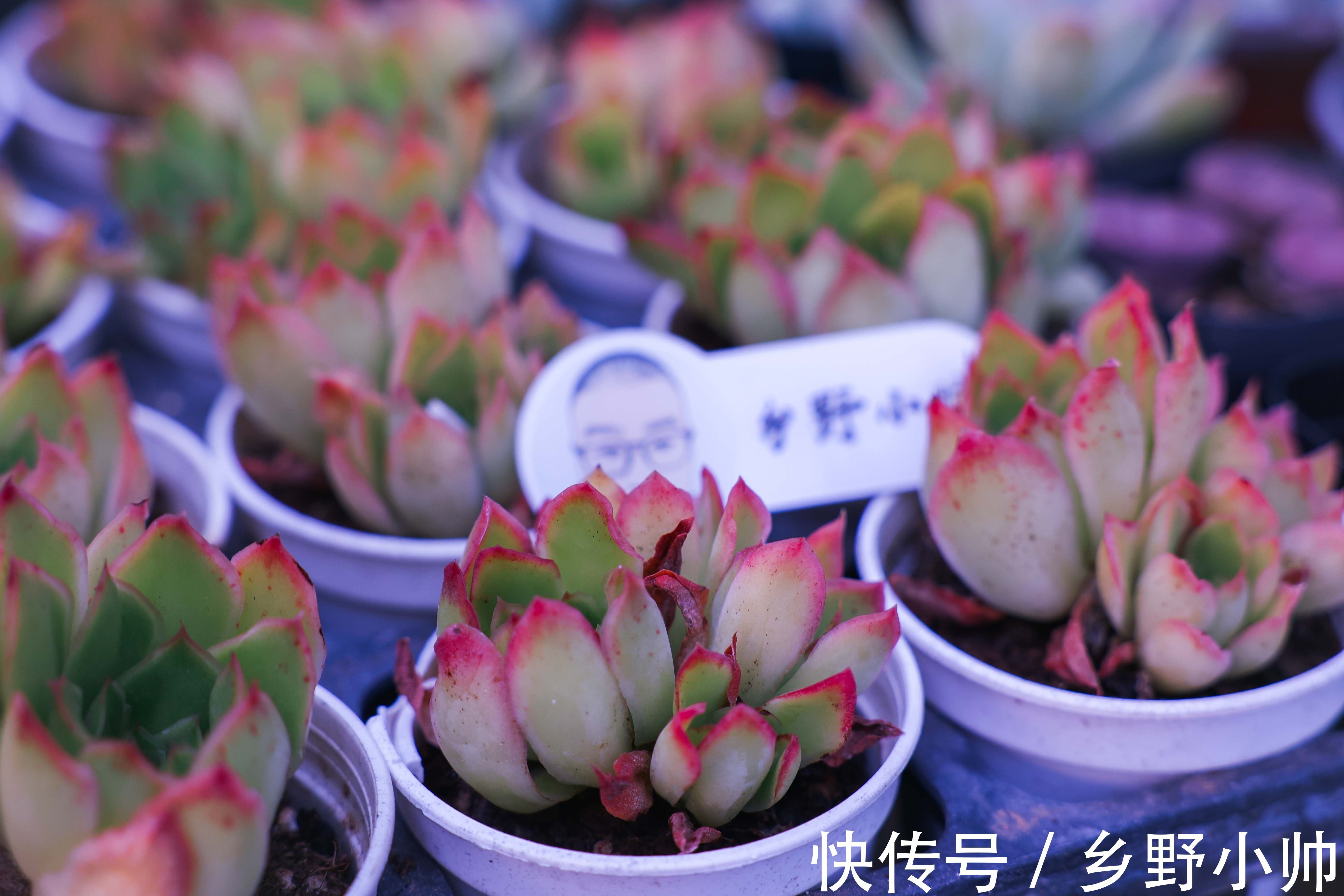 生长期|养出来的多肉， 个个肥嘟嘟的，都是小包子