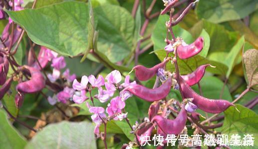 萃枫苷|想长寿要先会吃,3种食物没事吃点,补充营养,身体棒棒哒!