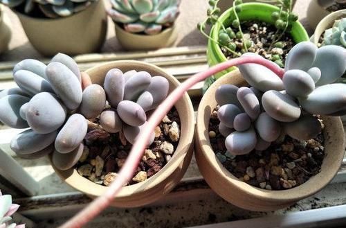 瓦盆|农村姑娘在院子里种多肉,选择多肉花盆经验分享:要好看也要实用