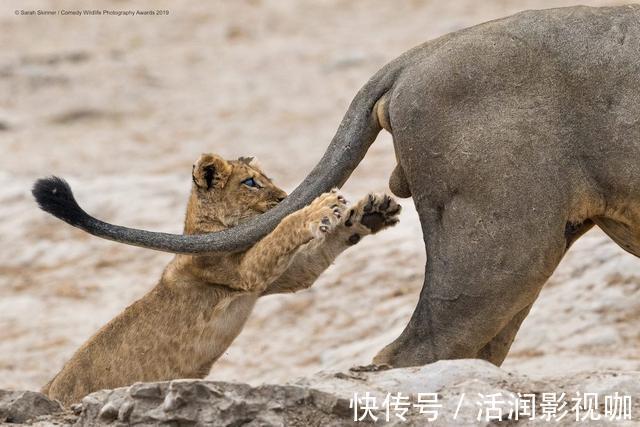 |动物搞笑照片的背后,是狮子的生存逻辑,和雄狮对流言蜚语的辩白