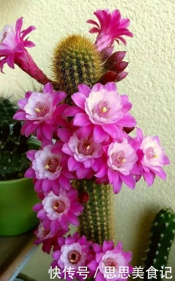 第一次见这么美的仙人掌花!大开眼界!