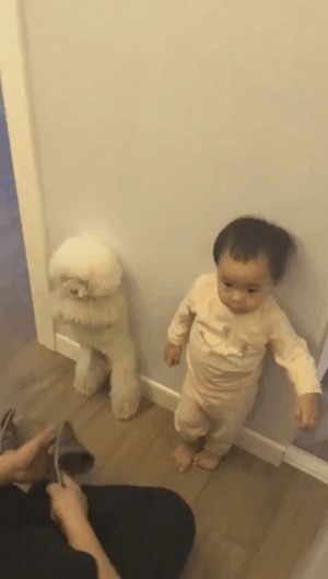 泰迪|宝宝和泰迪一起罚站,爸爸用拖鞋打泰迪,宝宝哭着指爸爸不能打