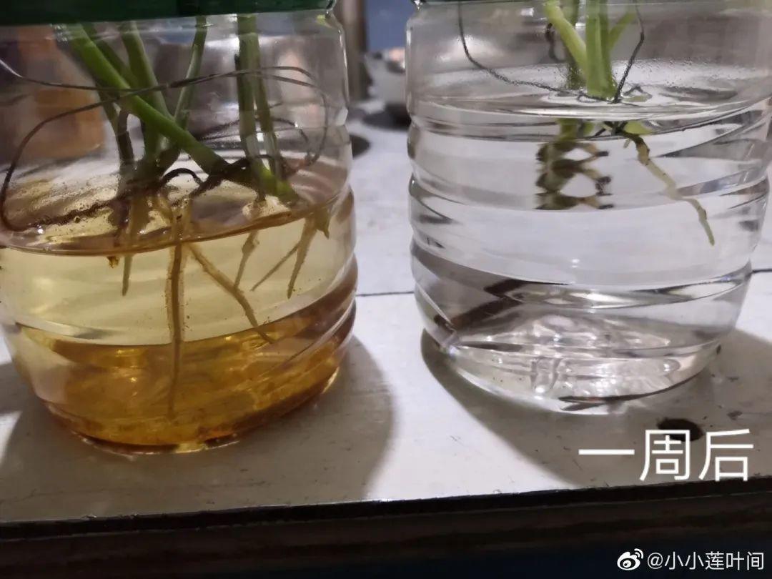 花盆里埋一捆电线，竟然再也不黄叶，花还蹭蹭开爆！