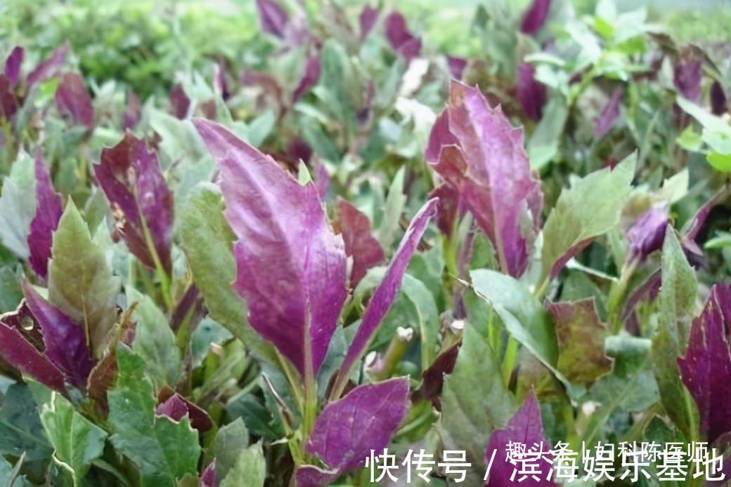 陈医师|爱美女性不妨多吃3种食物,补充营养,止渴清热,身体棒棒哒!