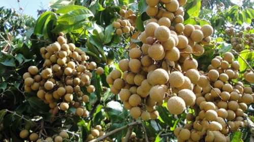 女性|女性多吃四种排毒食物,延缓衰老,越吃子宫越干净