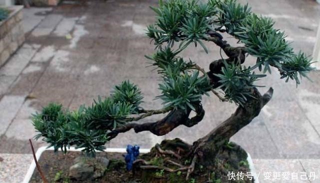 家养这“4种盆景”,叶片长青、福泽不息,吉祥健康,有钱人爱养!