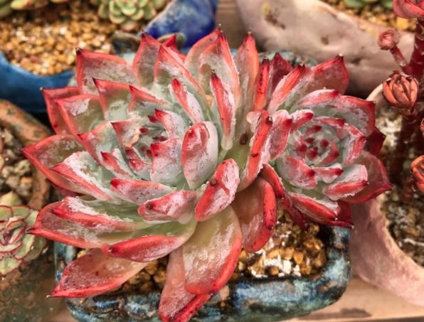 办公室养护多肉植物,学好3个养护要点,轻松把多肉养好!