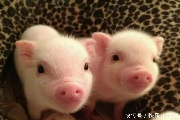 哈希娱乐- 哈希游戏平台- 哈希游戏官方网站直播间买宠物狗遇连环套：诱导私下交易转账即被拉黑司机二次收费96110紧急预警涉事账号已封