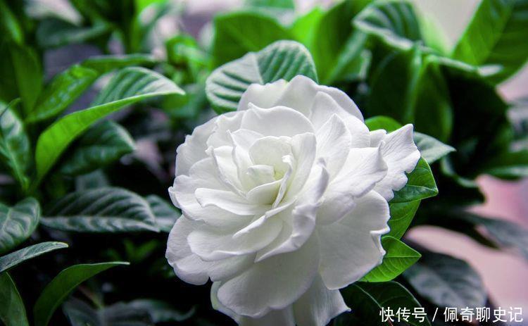 4种花养家里，美得让人毫无抵抗力，家里变成小花园