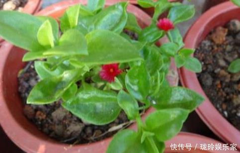 枝条|5.1在家扦插吧！8种花都可以，插土就活，10天长根，当年开爆盆