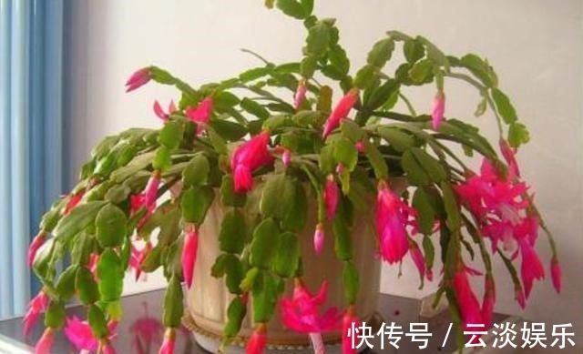 蟹爪兰用“它”养，根系发达叶片厚，新叶不断冒，开花“几百朵”