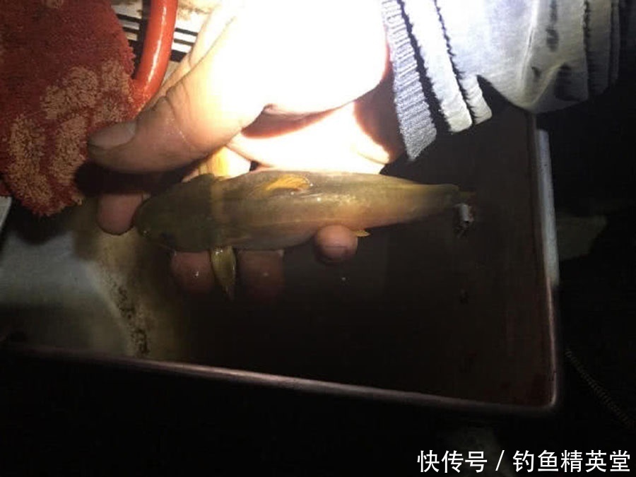 过后|洪水过后去钓鱼,这么大的黄颡鱼,还是头一次钓获