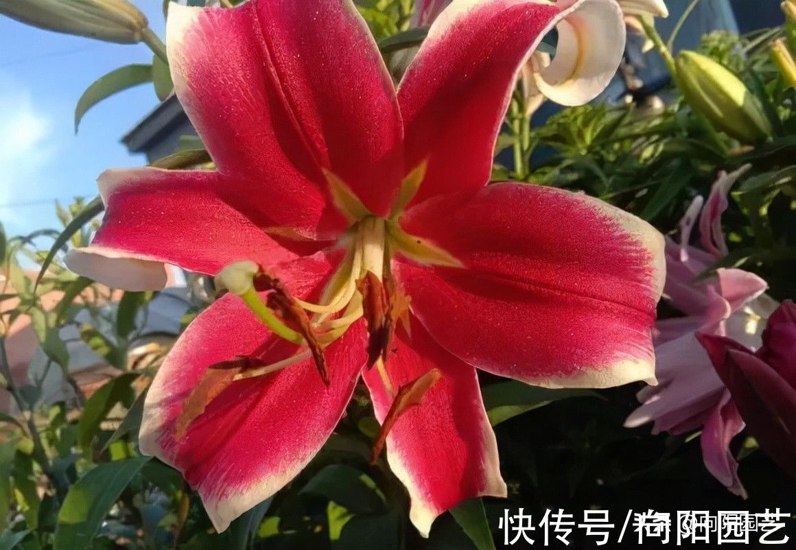 ?开春养花,8种“球茎植物”,种到盆里就开花,有手就会养