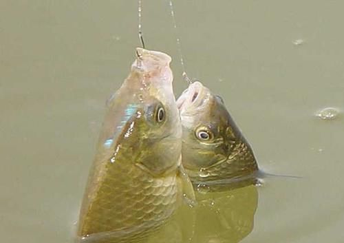 野钓|钓鲫鱼涨水和落水时选择钓点,依据下面2点就行了