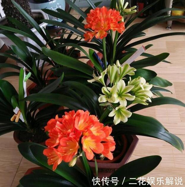 什么啤酒水、骨头渣都不如“1种臭臭肥”,君子兰吃了“猛长个”