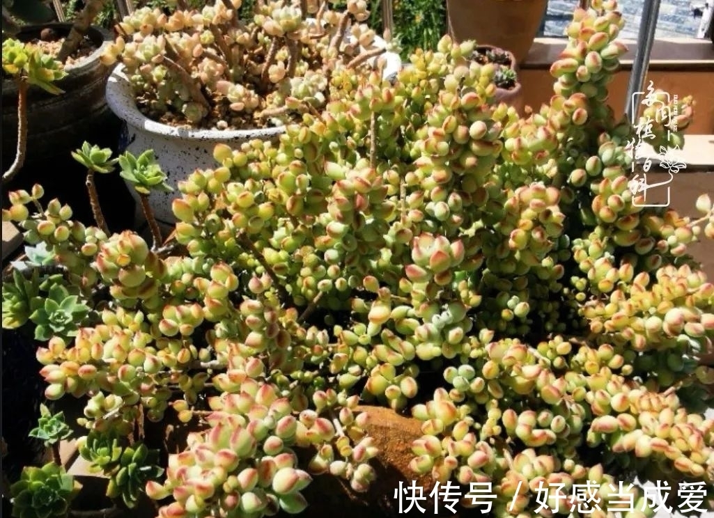 治愈之“肉”:愿所有的养肉人都被这些“胖子们”治愈