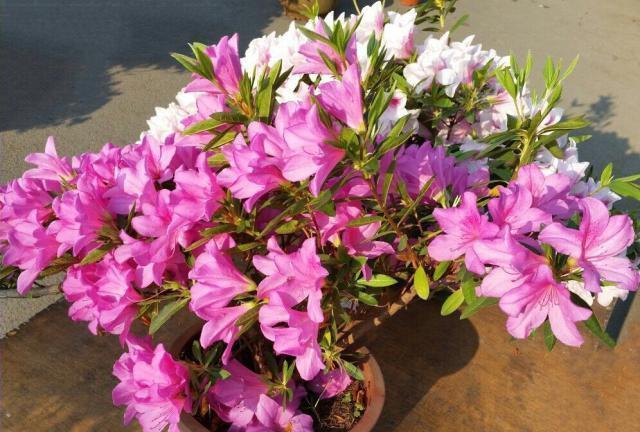 养杜鹃花,现在做“2件小事”,到了春节就开花,叶茂盛花苞多