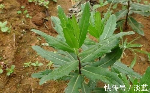 刺儿菜|这“野菜”补钙效果好,能清热解毒,却让人很“讨厌”,你吃过吗