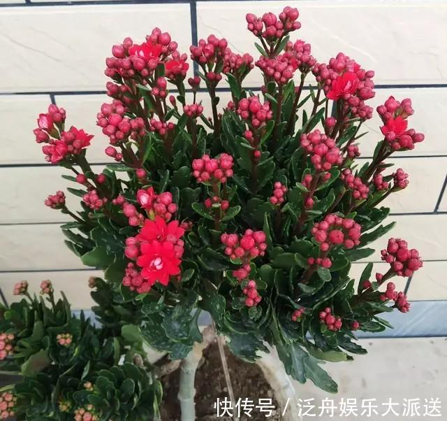 长寿花的花苞长得很少是怎么回事儿？注意这“4点”，让花苞满头