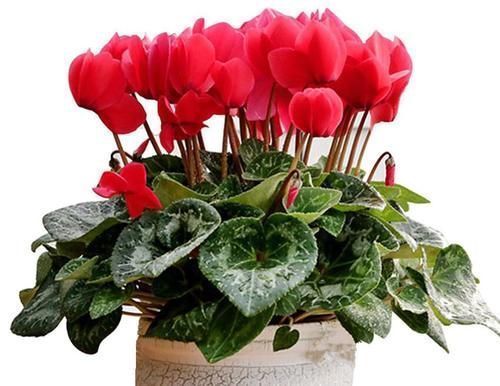 六种花从年前开到年后,花开灿烂、芬香四溢,喜庆又吉祥