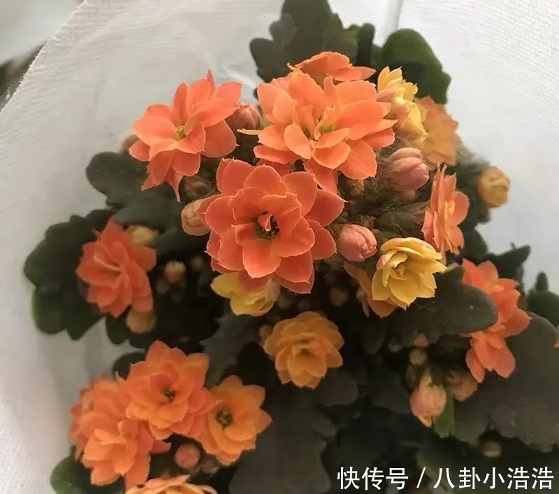 花期|45种长寿花，个个都是高颜值，家里养几盆，美得移不开眼