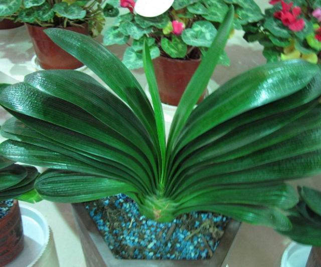 养花用大盆还是小盆“4种花”就爱小盆,浇浇水,越养越精神