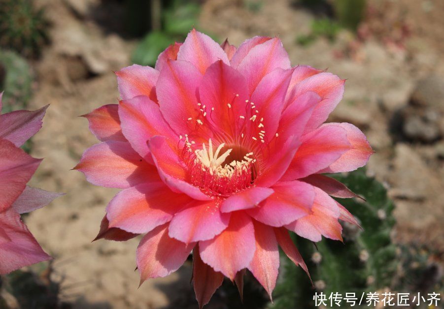 施肥|仙人球夏季为什么不开花？看看这3点，彻底做对了，才能开花不停