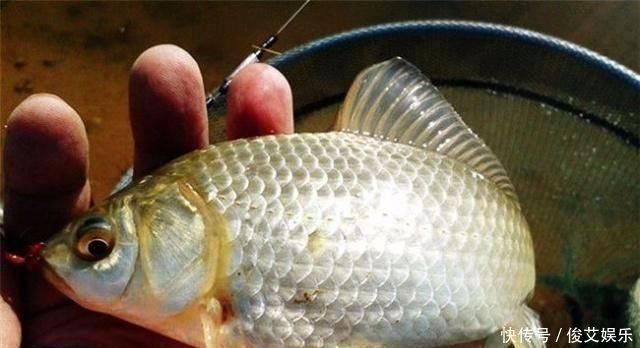 春钓时,每天这两个时间段钓鱼都是连竿,许多钓友竟然还在睡觉