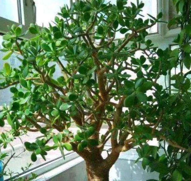 秋天到了，想要玉树美，赶紧给它贴秋膘