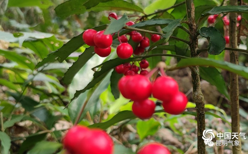 带你去看云南春天山间奇异的花朵