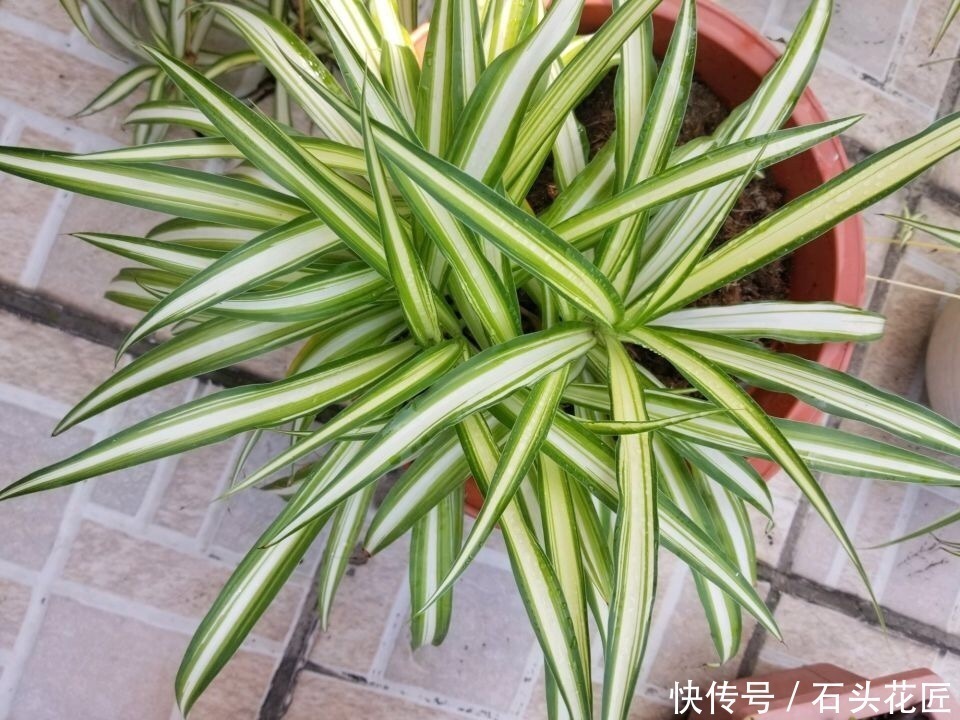 搬新家之前,一定要养“这6种花”,除“甲醛”效果好