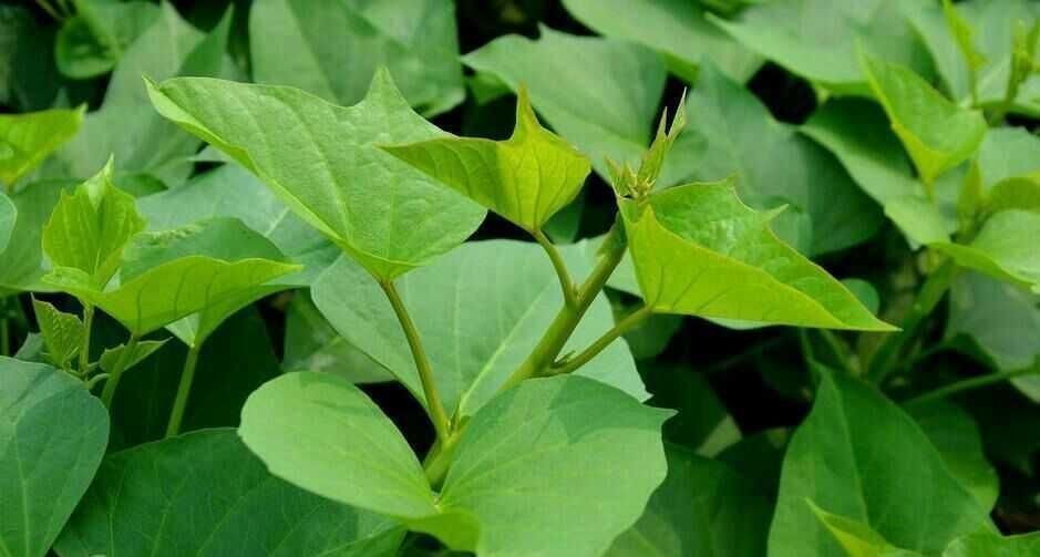 亚洲蔬菜研究中心|炒红薯叶不能放此物，吃了就是没病找病，现在知道还不晚