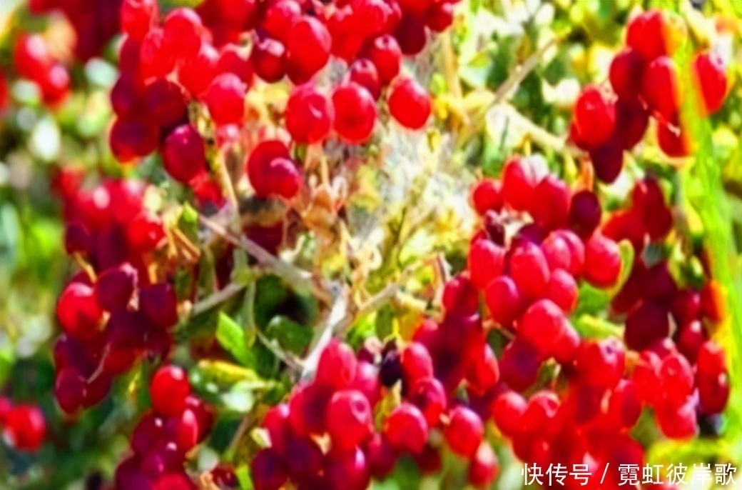 冬季降肝火,家里多吃3种食物,帮你养出一个健康的肝脏